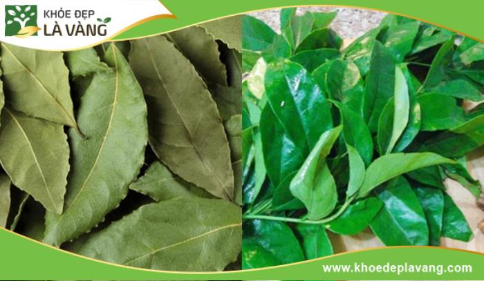 Bà bầu có thể ăn lá mắc mật trong thai kỳ